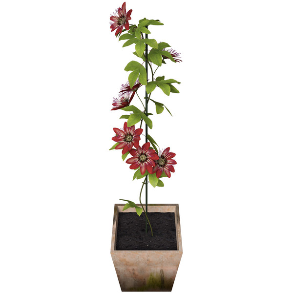 3ds max passion flower plants - XfrogPlants Passion Flower by xfrog