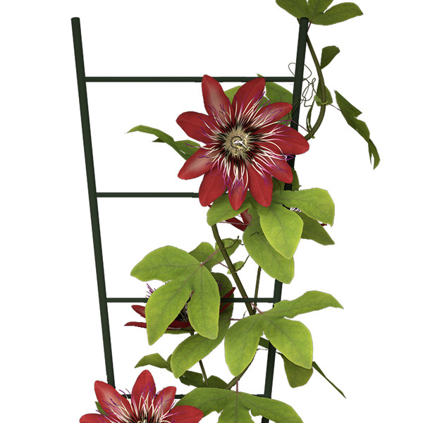 3ds max passion flower plants - XfrogPlants Passion Flower by xfrog