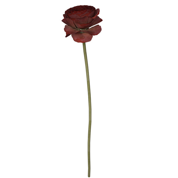 buttercup flowering plants 3d max - XfrogPlants Buttercup by xfrog