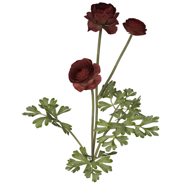 buttercup flowering plants 3d max - XfrogPlants Buttercup by xfrog