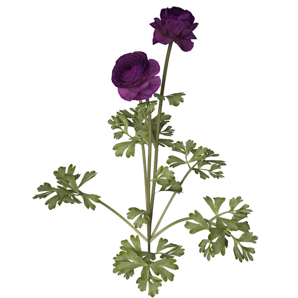 buttercup flowering plants 3d max - XfrogPlants Buttercup by xfrog