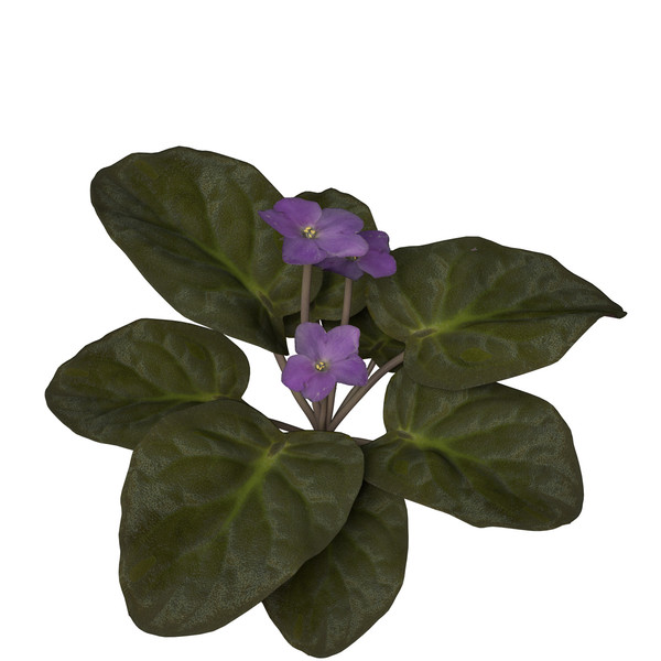 african violet flower plants 3d model - XfrogPlants African Violet by xfrog