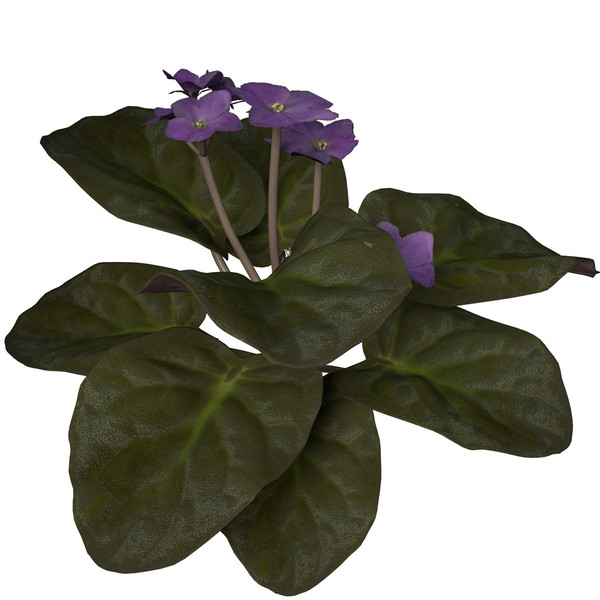 african violet flower plants 3d model - XfrogPlants African Violet by xfrog