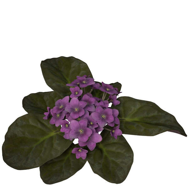 african violet flower plants 3d model - XfrogPlants African Violet by xfrog