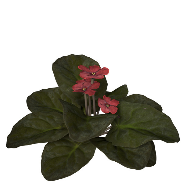 african violet flower plants 3d model - XfrogPlants African Violet by xfrog