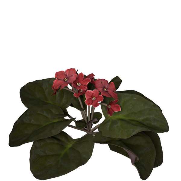 african violet flower plants 3d model - XfrogPlants African Violet by xfrog