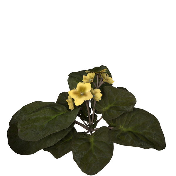 african violet flower plants 3d model - XfrogPlants African Violet by xfrog