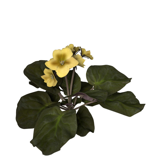 african violet flower plants 3d model - XfrogPlants African Violet by xfrog