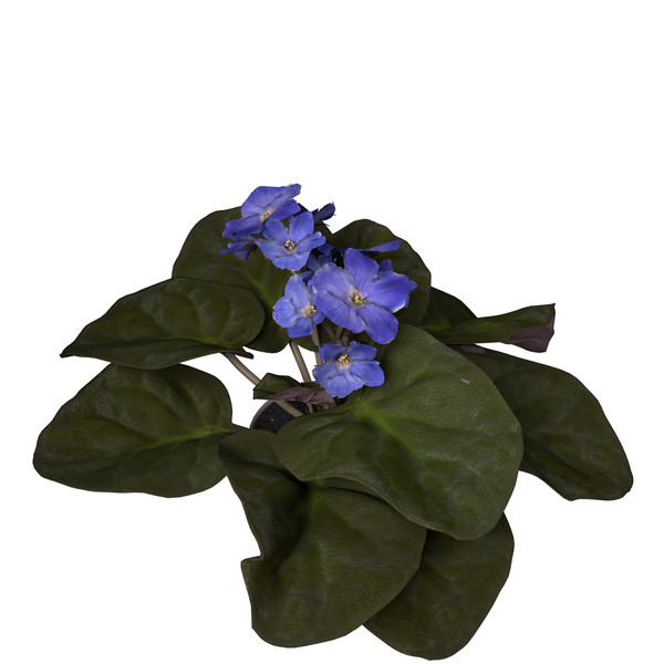african violet flower plants 3d model - XfrogPlants African Violet by xfrog