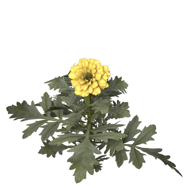 marigold flower max - XfrogPlants Marigold by xfrog