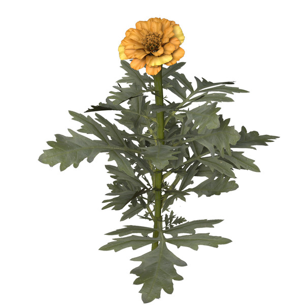 marigold flower max - XfrogPlants Marigold by xfrog
