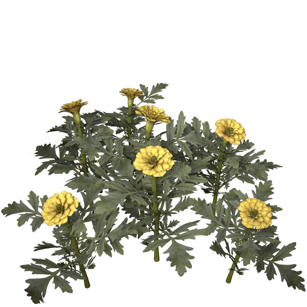 marigold flower max - XfrogPlants Marigold by xfrog