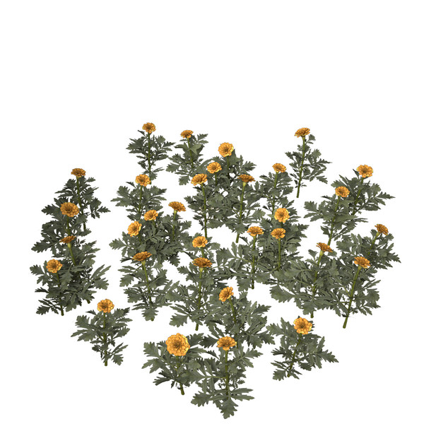 marigold flower max - XfrogPlants Marigold by xfrog