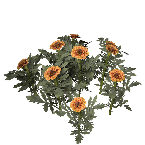 marigold flower max - XfrogPlants Marigold by xfrog