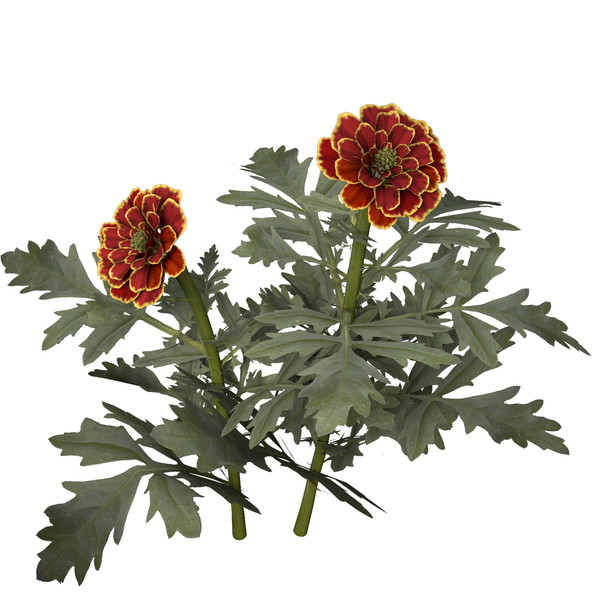 marigold flower max - XfrogPlants Marigold by xfrog
