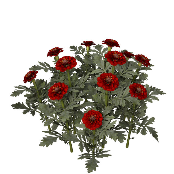 marigold flower max - XfrogPlants Marigold by xfrog