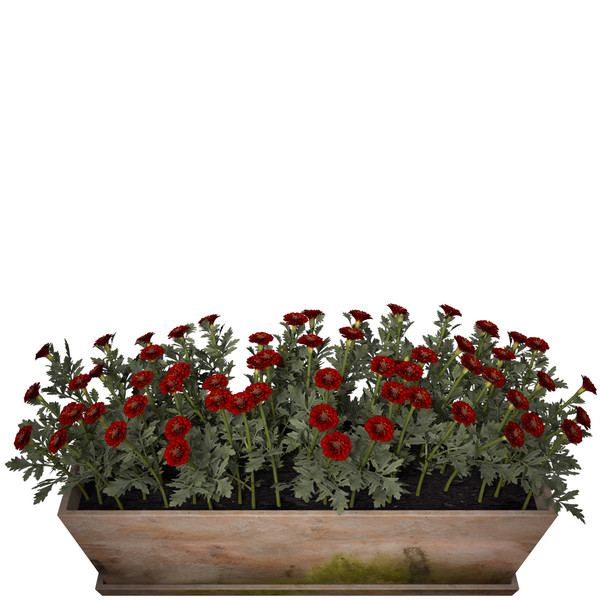 marigold flower max - XfrogPlants Marigold by xfrog