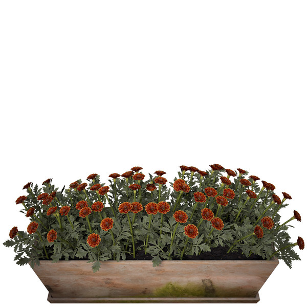marigold flower max - XfrogPlants Marigold by xfrog