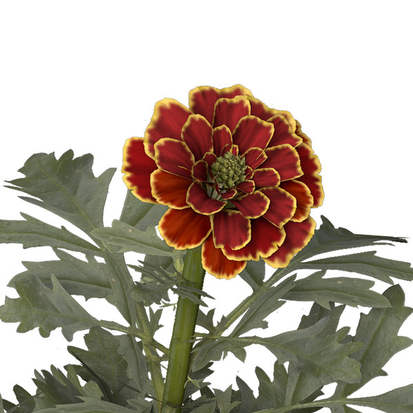 marigold flower max - XfrogPlants Marigold by xfrog