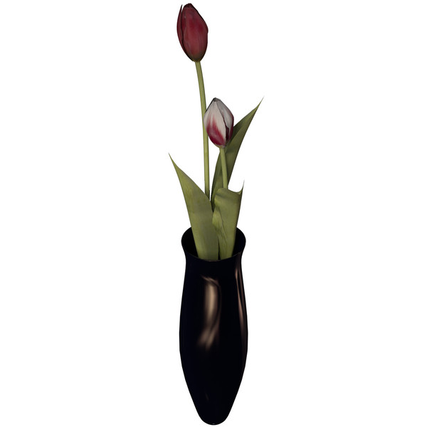 3ds tulip planted - XfrogPlants Tulip by xfrog