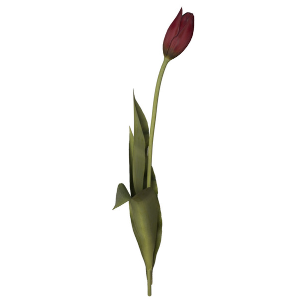 3ds tulip planted - XfrogPlants Tulip by xfrog