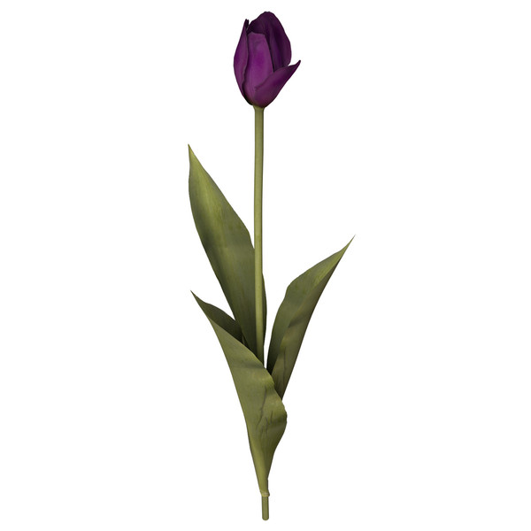 3ds tulip planted - XfrogPlants Tulip by xfrog