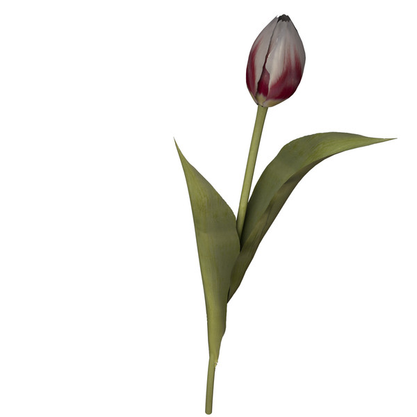 3ds tulip planted - XfrogPlants Tulip by xfrog
