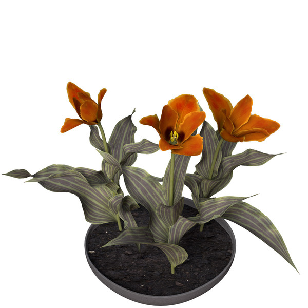 3ds tulip planted - XfrogPlants Tulip by xfrog