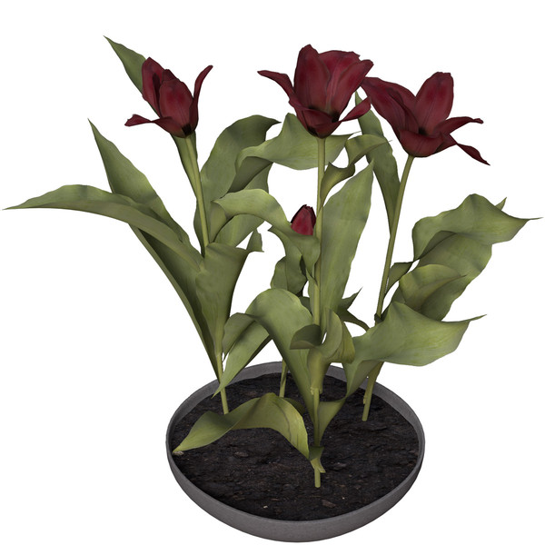 3ds tulip planted - XfrogPlants Tulip by xfrog