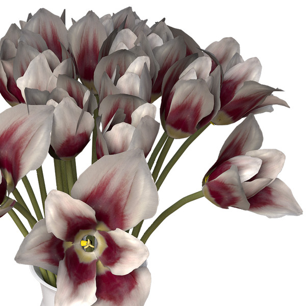 3ds tulip planted - XfrogPlants Tulip by xfrog
