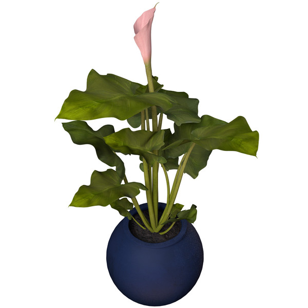 maya calla lily flowers plant - XfrogPlants Calla Lily by xfrog