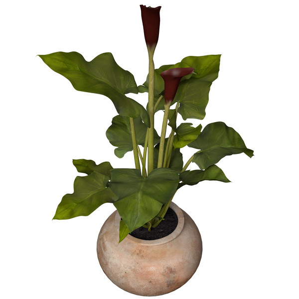 maya calla lily flowers plant - XfrogPlants Calla Lily by xfrog
