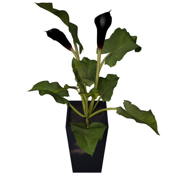 maya calla lily flowers plant - XfrogPlants Calla Lily by xfrog