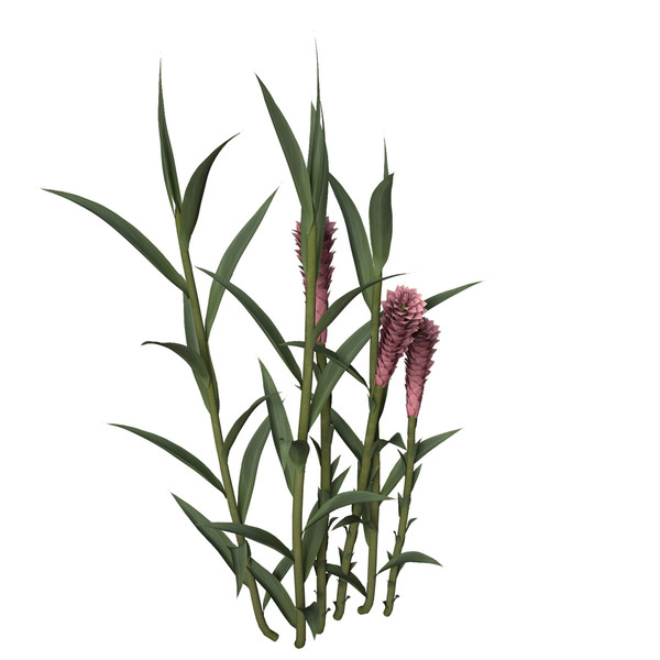 ginger plant flowers max - XfrogPlants Ginger by xfrog