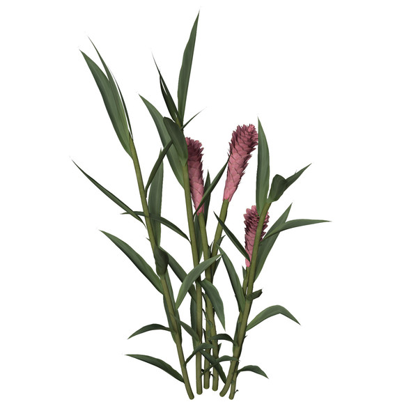 ginger plant flowers max - XfrogPlants Ginger by xfrog
