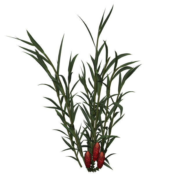 ginger plant flowers max - XfrogPlants Ginger by xfrog
