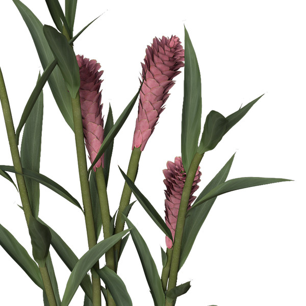ginger plant flowers max - XfrogPlants Ginger by xfrog