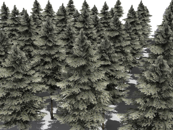 fir tree 3d max - Fir cone 03 by fabelar