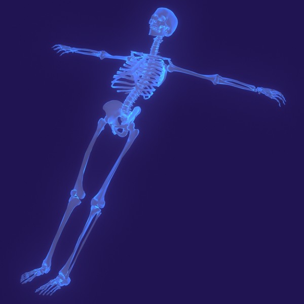 human body male 3d model - Human Body (Male)... by PROTOCG