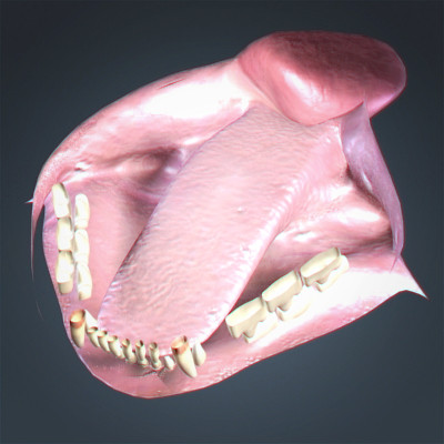 3d rigged cat hair fur - Rigged Domestic Cat - Fur by NONECG