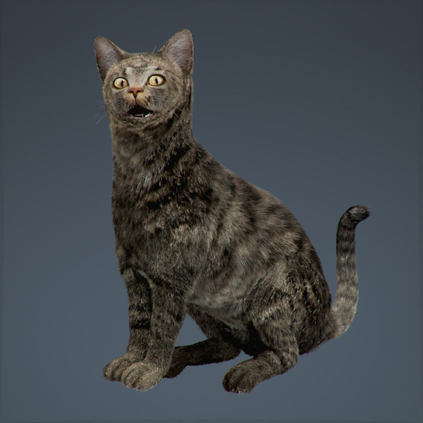 3d rigged cat hair fur - Rigged Domestic Cat - Fur by NONECG