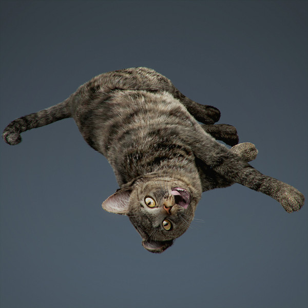 3d rigged cat hair fur - Rigged Domestic Cat - Fur by NONECG