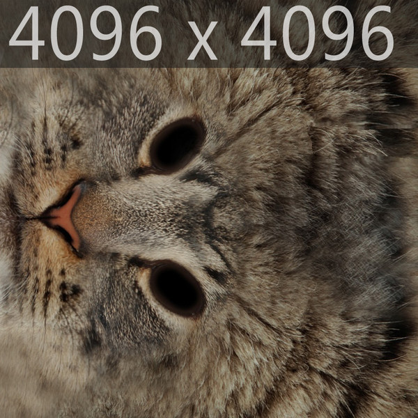 3d rigged cat hair fur - Rigged Domestic Cat - Fur by NONECG