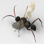 maya fly devil
