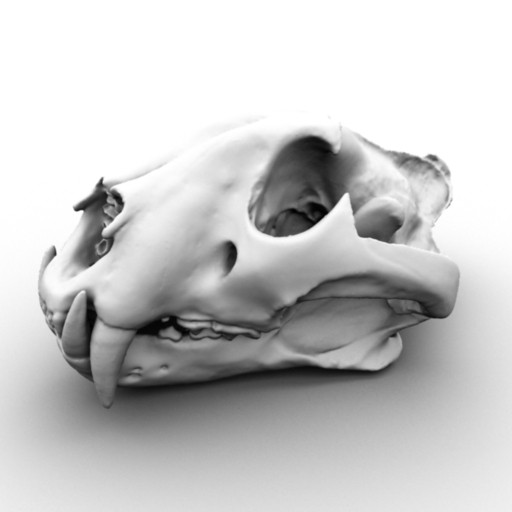 3d scan skull bengal tiger model - Scan of Tiger Skull by x_theduke_x