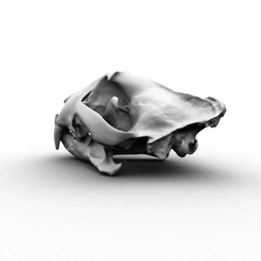 3d scan skull bengal tiger model - Scan of Tiger Skull by x_theduke_x