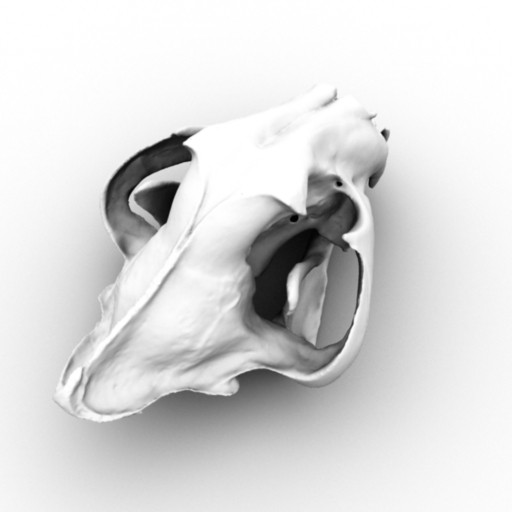 3d scan skull bengal tiger model - Scan of Tiger Skull by x_theduke_x