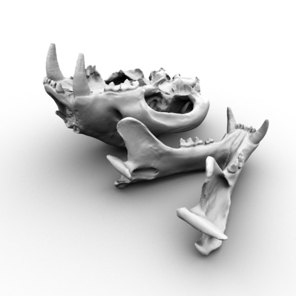 3d scan skull bengal tiger model - Scan of Tiger Skull by x_theduke_x