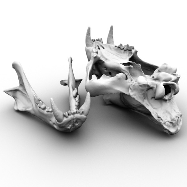 3d scan skull bengal tiger model - Scan of Tiger Skull by x_theduke_x