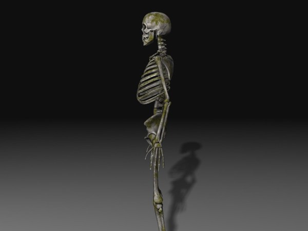 3d human skeleton - Human Skeleton 3... by 3DAssetForge